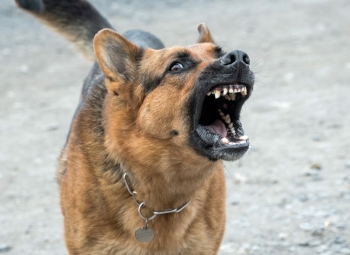 Agrese a agresivní chování u psů - jak na pozitivní řešení